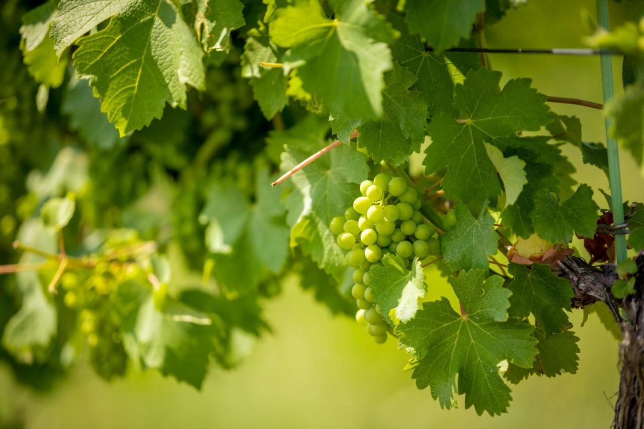 Weingut-Gaestehaus Birnstingl Gamlitz Luaran gambar